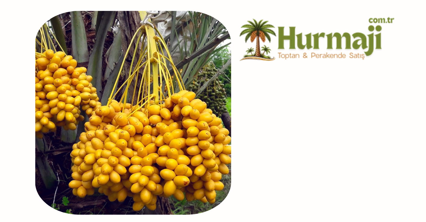 Dallı Yaş Bağdat Hurma 5 KG
